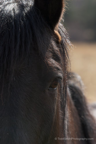 Horse Greeting Card:  Close up of horse face