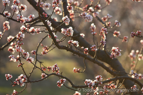 Apricot blossoms in the early morning light