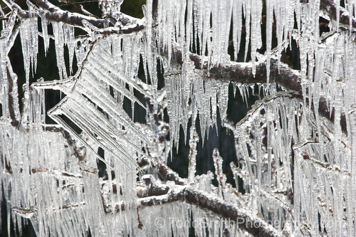 Cherry Trees Covered With Icicles