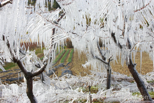 Icicles on Cherry Trees in the Okanagan Valley, BC