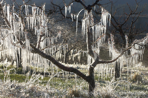 icicles on a cherry tree