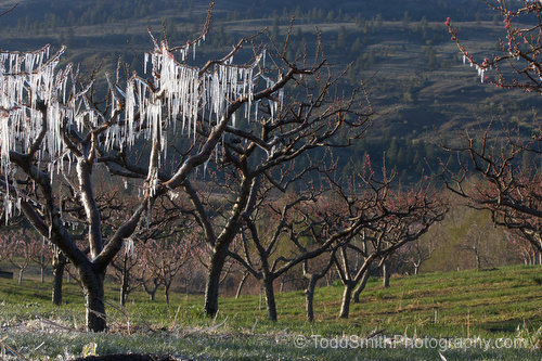 One tree with icicles, the rest with buds
