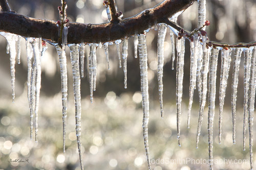 Icicles hang from a cherry tree branch.