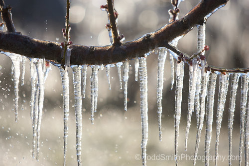 icicles hanging from a tree branch