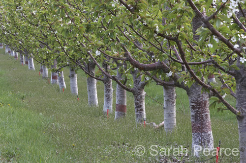 a row of cherry tree trunks
