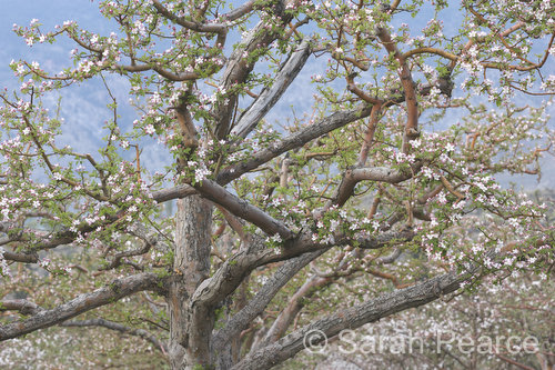 an apple tree in full bloom