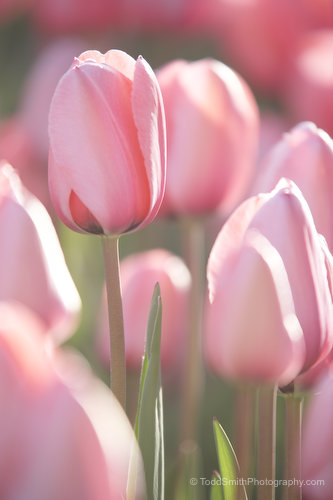 Photo of pink tulips