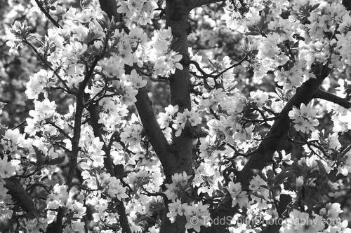An apple tree is loaded with blossoms (black and white).