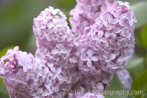 lilac blossoms