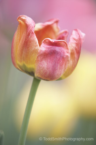 tulip flower fading