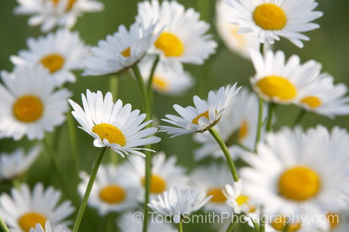 Daisies in the morning light