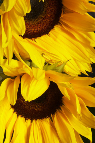 Sunflowers Greeting Card