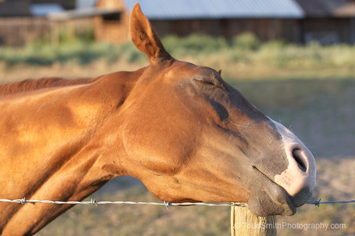 a horse enjoying a scratch