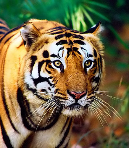 Tiger in central India