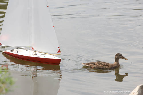 a model sailboat chases a duck