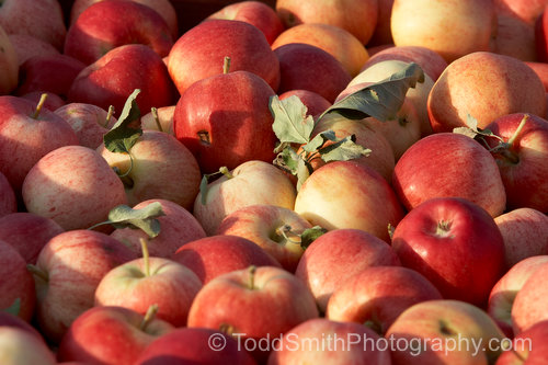Apples in the bin awaiting the first stage of their journey from the orchard to market.