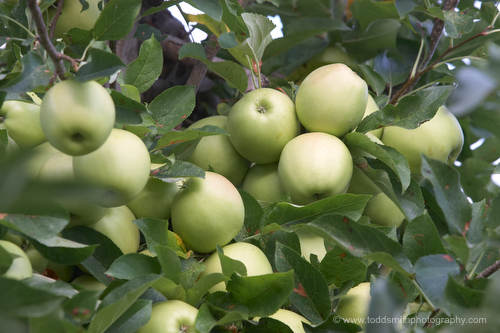 apples on the tree