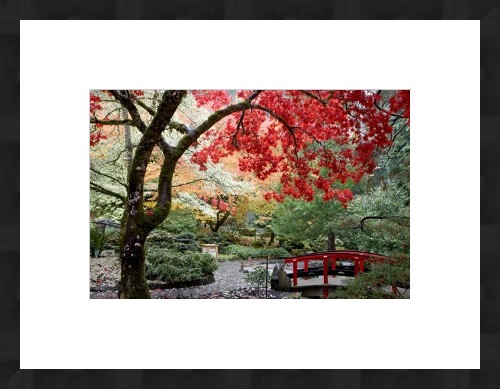 framed print of japanese maple and bridge