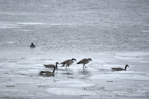 geese on the ice