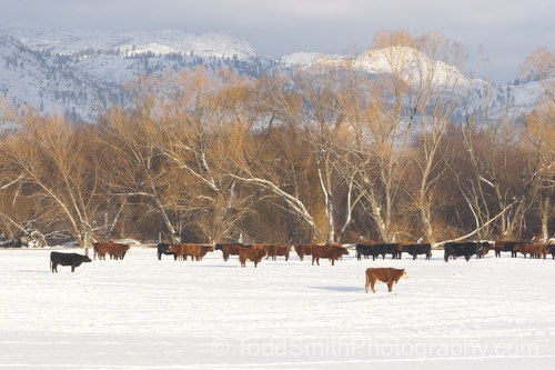 cattle in the snow