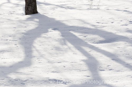 tree shadow on snow