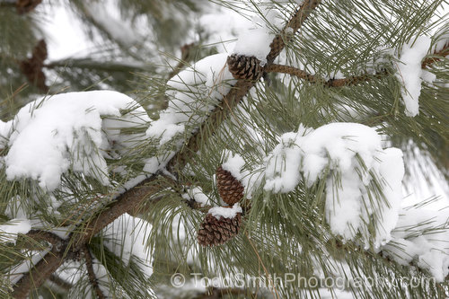 pine tree in the snow