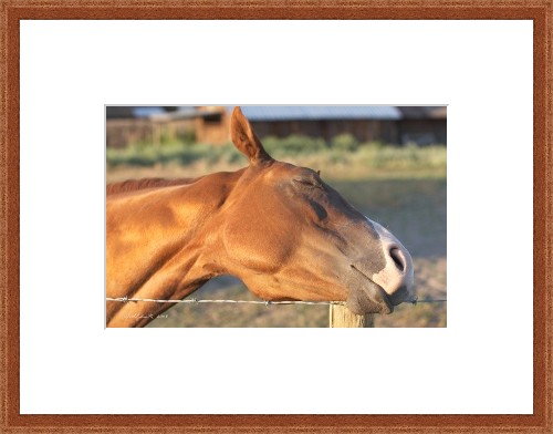 horse framed print