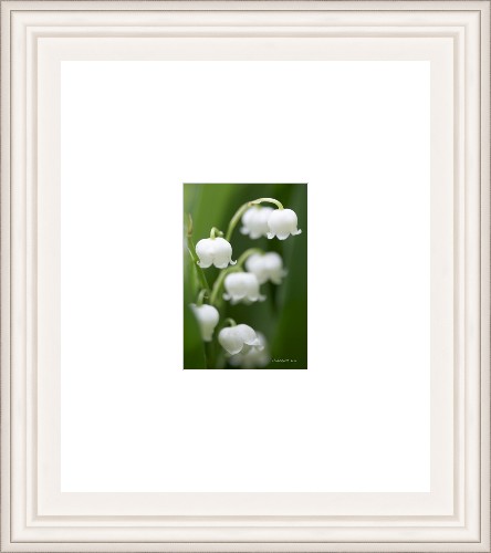 lily of the valley framed print